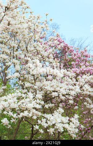 Blooming tree with white Magnolia soulangeana, Alba Superba flowers in park or garden on green background with copy space. Nature, floral, gardening. Stock Photo