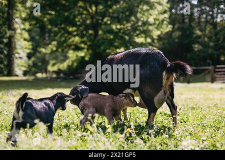 Baby goats nursing from mother goat in pasture Stock Photo