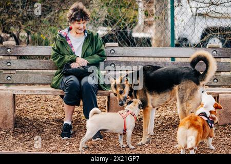 Woman sitting on bench at dog park smiling at three dogs interac Stock Photo