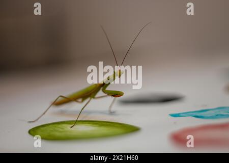 Mantis on painted surface, exploring its reflection Stock Photo