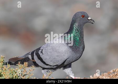 common pigeon, (Columba livia canariensis), walking on the ground, Tenerife, Canary islands Stock Photo