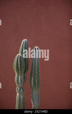 Spikey sunlit cactus against red wall Stock Photo