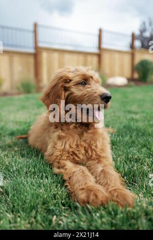 Red Golden-doodle Puppy Summertime in Backyard Stock Photo