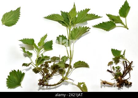 Stinging nettle, field herb. The picture shows the leaves of Stinging Nettle, the stem and its root system. Stock Photo