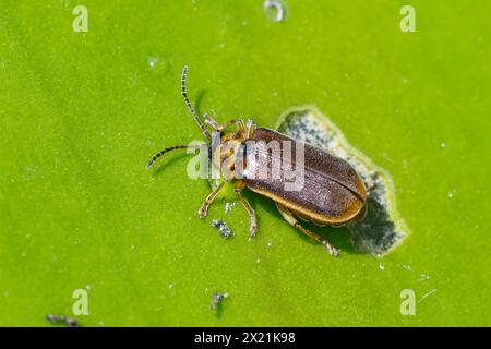 waterlily leaf beetle, water lily leaf beetle, waterlily beetle, water-lily beetle, pond-lily leaf-beetle (Galerucella nymphaeae), sitting on a leaf, Stock Photo