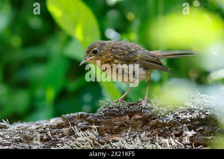 European robin (Erithacus rubecula), juvenile sits on the ground, Germany Stock Photo