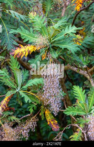 Parrotweed, Plume poppy, Tree poppy, Tree celandine, Sea oxeye daisy, John Crow bush (Bocconia frutescens), inflorescence and leaves, Costa Rica, San Stock Photo