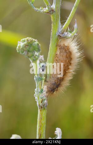 ruby tiger (Phragmatobia fuliginosa), Caterpillar feeds on dock, Germany Stock Photo
