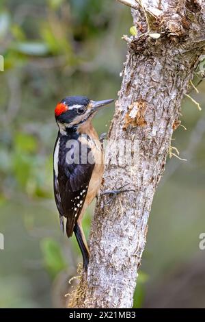 Hairy woodpecker (Leuconotopicus villosus, Picoides villosus), male climbs on papaya trunk looking for food, Costa Rica, San Gerardo de Dota Stock Photo