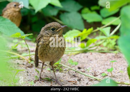 European robin (Erithacus rubecula), juvenile sits on the ground, Germany Stock Photo