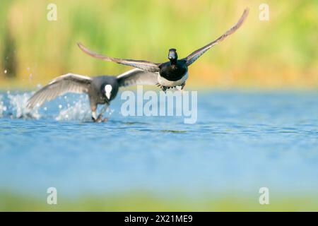 black coot (Fulica atra), scaring away a duck, front view, Germany, Bavaria Stock Photo
