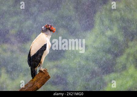 king vulture (Sarcoramphus papa), standing in the rain on a dead tree, side view, Costa Rica, Boca Tapada Stock Photo