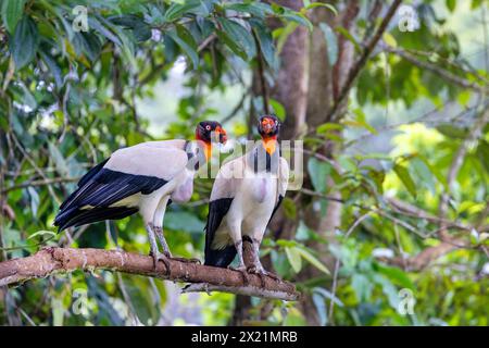 king vulture (Sarcoramphus papa), two adult birds perching together on a branch, Costa Rica, Boca Tapada Stock Photo