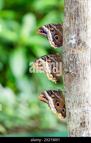 Forest Giant Owl (Caligo eurilochus), three individauls sit among each other on the tree, Costa Rica, La Fortuna Stock Photo