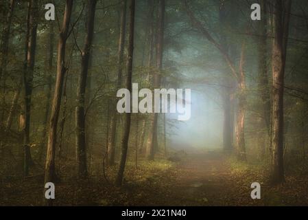 Misty October morning in a beech forest, Bavaria, Germany Stock Photo