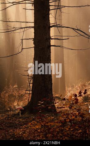 Morning light in the autumn forest, Bavaria, Germany Stock Photo