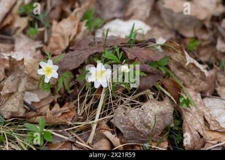 Wood anemones on a forest floor in sweden in April Stock Photo
