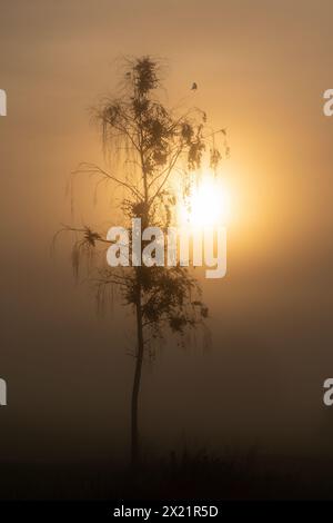 Foggy morning near Sindelsdorf, Bavaria, Germany Stock Photo