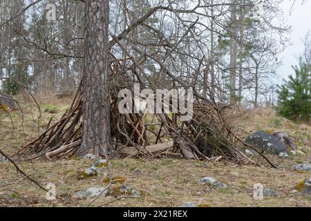 A rustic den, for children to play in, made from sticks and branches in the forest in early spring in Sweden Stock Photo