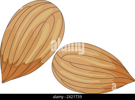 Almonds vector illustration Stock Vector