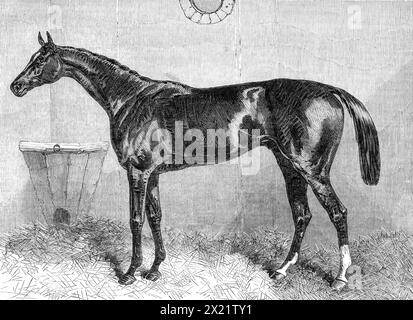 &quot;General Peel&quot;, the winner of the Two Thousand Guineas at the Newmarket Spring Meeting, 1864. 'Every fifth year, on an average, since its commencement, has this great Newmarket race proved the forerunner of Derby or St. Leger honours...Our Artist, Mr. Harry Hall, of Newmarket, describes him as &quot;fully sixteen one, of immense bone, with a neat head for so large a horse, a strong neck and very deep shoulders and girth, good ribs, and well-arched loin. He is long in the back, and consequently short from the hip to the setting on of the tail, and has long quarters and rather a broad Stock Photo