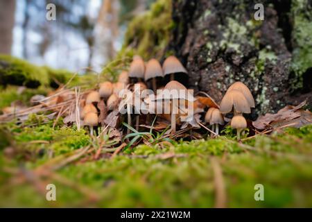 Small mushroom colony in the autumn forest Stock Photo
