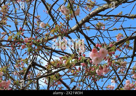 Focussed tangle of tree branches with clusters of pink cherry blossom, set against a blue sky. Stock Photo