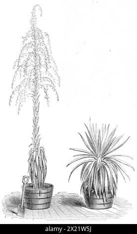 The Fourcroya Longaeva, a species of agave, flowering in the gardens of the Royal Botanic Society, Regent's Park, 1864. 'There have been two plants of what is generally called agave, and sometimes American aloe, growing in the Regent's Park Botanic Gardens for twenty years past. They were raised from a packet of seeds received from Mexico...One of the two plants of Agave fourcroya, to which we now refer, showed its flower spike in March of this year. On the 23rd of April it was 9ft. 3in. high; on the 13th of May it was 14ft. high; on the 19th of May the first flower opened; and by the 27th of Stock Photo