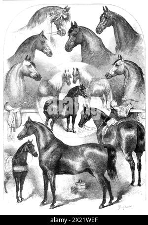 Prize horses at the Horse Show in the Agricultural Hall, Islington, 1865. 'We give (Nos. 1 and 2) the portraits of Quicksilver and Young Norfolk Phenomenon, the first and third prize roadsters...No 3, Lady Florence, was allowed to be the belle of the horse part of the show...Robin, the cob (No. 4), is from that lucky Cumberland stable of Mr. Percy, which seems to carry everything before it all over England...Mr. Houck's pair of grey Turkish Arabs quite bore the stamp of their nationality in their dish faces, large eyes, and peculiarly arched crests. They were fifteen hands high, and imported f Stock Photo