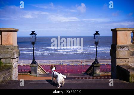 Basil the springer spaniel at Scarborough Spa building Stock Photo