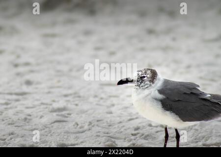 Single Seagull on beach Stock Photo