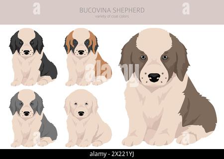 Bucovina shepherd clipart. Different coat colors and poses set.  Vector illustration Stock Vector