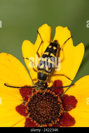 Zebra Longhorn Beetle (Typocerus zebra Stock Photo - Alamy