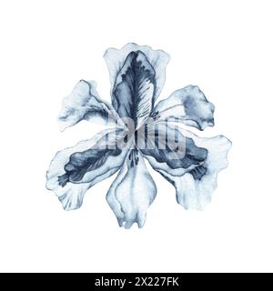 Iris flower watercolor painting. Hand drawn illustration isolated on white background. Indigo Blue monochrome floral element for fashion, beauty Stock Photo