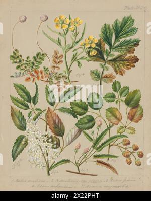 [Rubus australis; R.australis - globra; R.parva; Geum urbanum; Acaena sanguisorboe], c.1885. Stock Photo