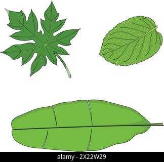 Different types of leaves vector illustration Stock Vector