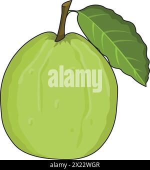 Guava vector illustration Stock Vector