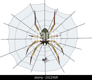 Vector spider weaving web vector illustration Stock Vector