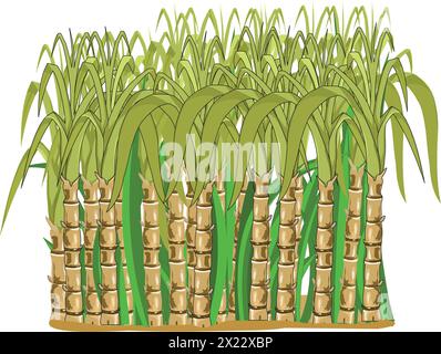 Sugarcane plants vector illustration Stock Vector