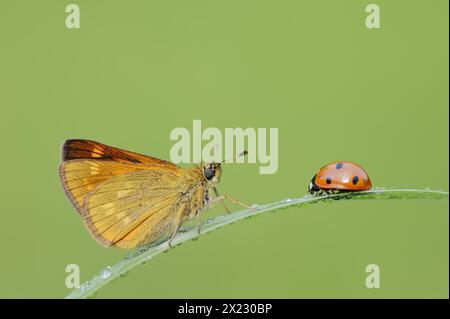 Rusty-coloured butterfly (Ochlodes sylvanus, Augiades sylvanus) and seven-spott ladybird (Coccinella septempunctata), North Rhine-Westphalia, Germany Stock Photo