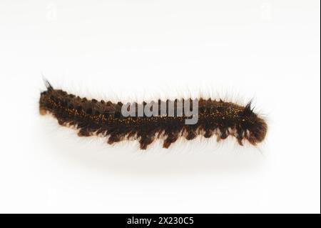 Grass cluck or drinker (Euthrix potatoria), caterpillar on white background, North Rhine-Westphalia, Germany Stock Photo