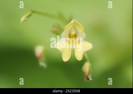 Lesser balsam or small-flowered touch-me-not (Impatiens parviflora), flower, North Rhine-Westphalia, Germany Stock Photo