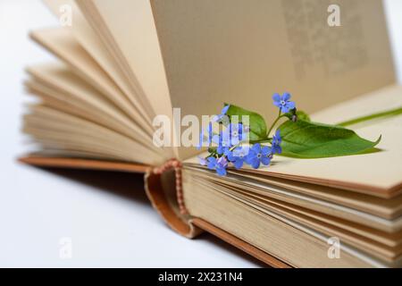 Forget-me-not, flowers on book Stock Photo