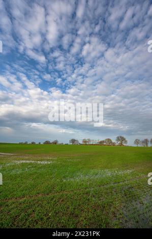 Flooded field with germinating winter wheat (Triticum aestivum), Mecklenburg-Western Pomerania, Germany Stock Photo