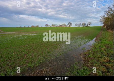 Flooded field with germinating winter wheat (Triticum aestivum), Mecklenburg-Western Pomerania, Germany Stock Photo