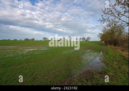 Flooded field with germinating winter wheat (Triticum aestivum), Mecklenburg-Western Pomerania, Germany Stock Photo