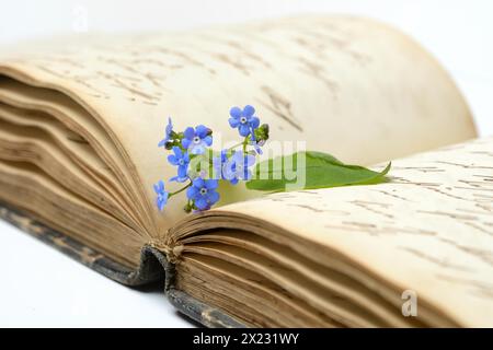 Forget-me-not, flowers on book Stock Photo