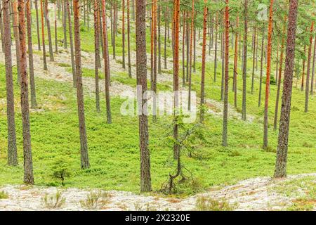 Pine tree trunks in a woodland with green moss and lichens on the forest floor Stock Photo