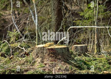 Stumps from the fir trees in the winter clearing, spring view. Boreal forests (European Spruce) of Northeastern Europe Stock Photo