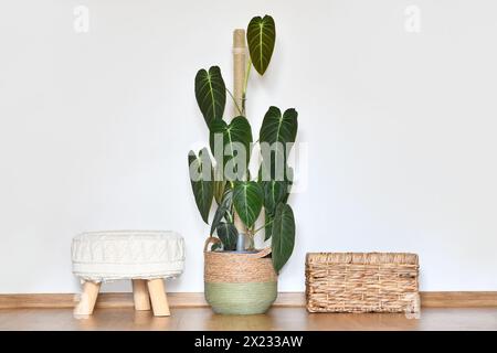 Large exotic 'Philodendron Melanochrysum' houseplant with long velvet leaves in basket flower pot on floor Stock Photo